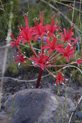 Brunsvigia marginata