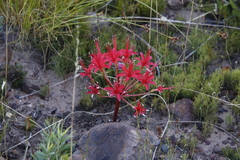 Brunsvigia marginata