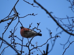 Pyrrhula pyrrhula