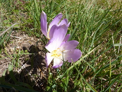 Colchicum speciosum