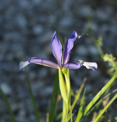 Iris sintenisii