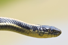 Thamnophis atratus