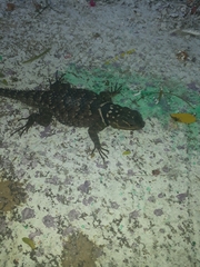 Sceloporus cyanogenys