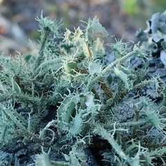Usnea evansii
