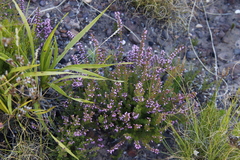 Erica nudiflora