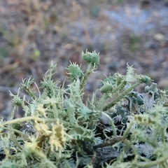 Usnea evansii