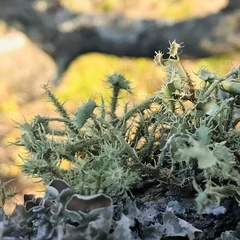 Usnea evansii