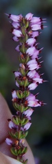 Erica nudiflora