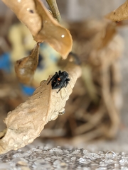 Phidippus audax