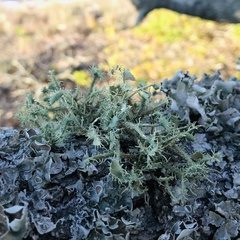 Usnea evansii