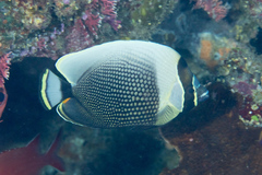 Chaetodon reticulatus