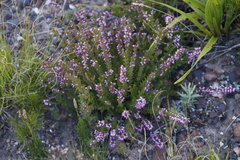 Erica nudiflora