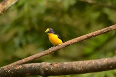 Euphonia violacea