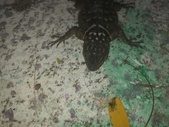 Sceloporus cyanogenys