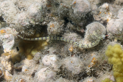 Corythoichthys flavofasciatus