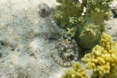 Corythoichthys flavofasciatus