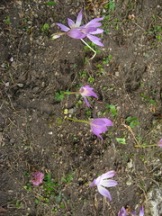 Colchicum speciosum
