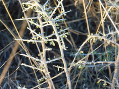 Condalia fasciculata