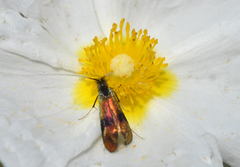 Nemophora fasciella