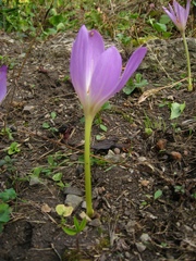 Colchicum speciosum
