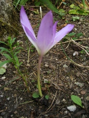 Colchicum speciosum