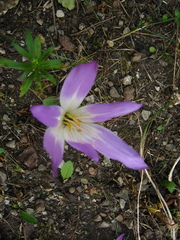 Colchicum speciosum