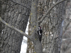Dendrocopos major
