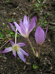 Colchicum speciosum