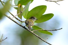 Phyllomyias fasciatus