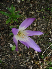 Colchicum speciosum