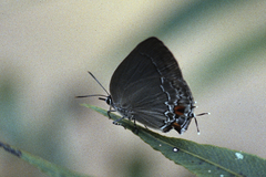 Strephonota carteia