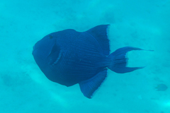 Pseudobalistes fuscus