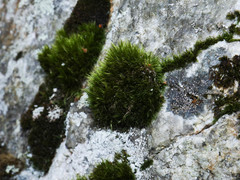 Paraleucobryum longifolium