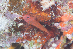 Trimma okinawae