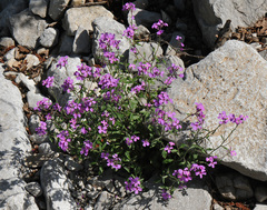 Malcolmia graeca
