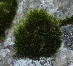Paraleucobryum longifolium