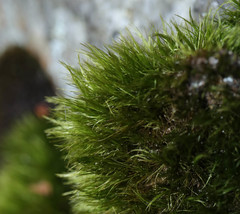 Paraleucobryum longifolium