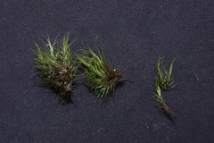 Paraleucobryum longifolium