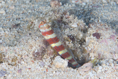 Amblyeleotris wheeleri