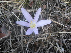 Colchicum trigynum