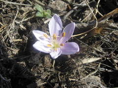 Colchicum trigynum
