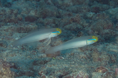 Valenciennea strigata