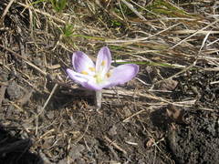 Colchicum trigynum