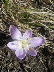Colchicum trigynum