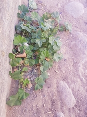 Malva parviflora