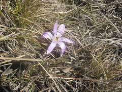 Colchicum trigynum