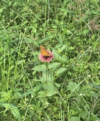 Dione vanillae insularis