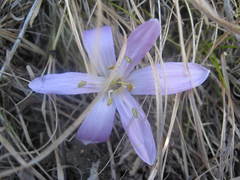 Colchicum trigynum
