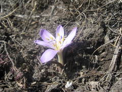 Colchicum trigynum