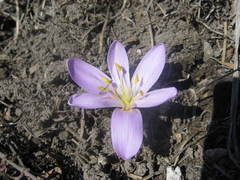 Colchicum trigynum